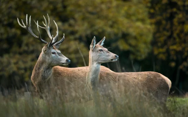 A majestic pair of deer stands gracefully in a lush, green setting, captured in high definition. This enchanting animal scene makes for a striking desktop wallpaper.