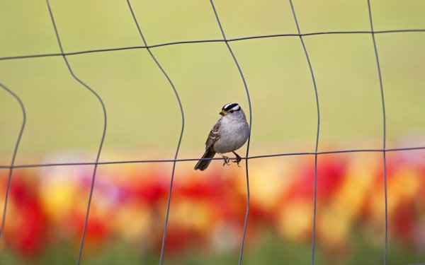 Animal Bird Birds HD Wallpaper | Background Image