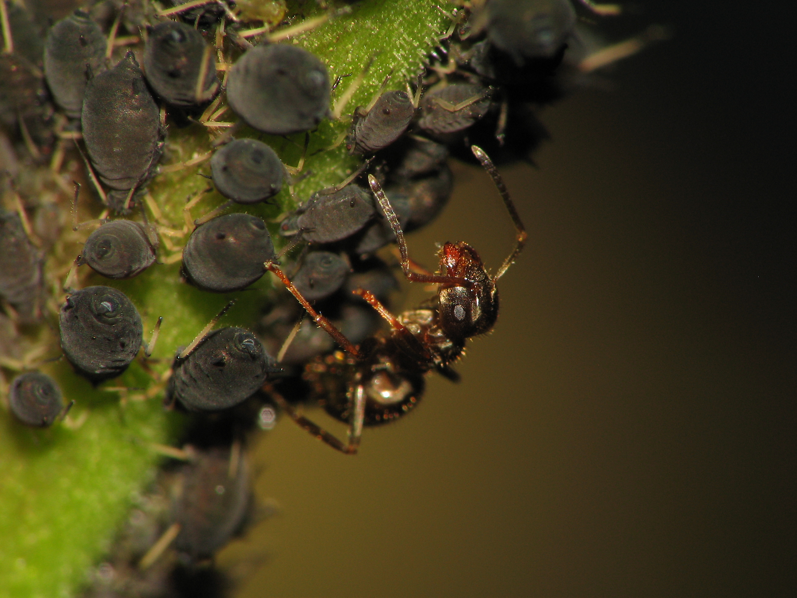 Animal Ant HD Wallpaper | Background Image