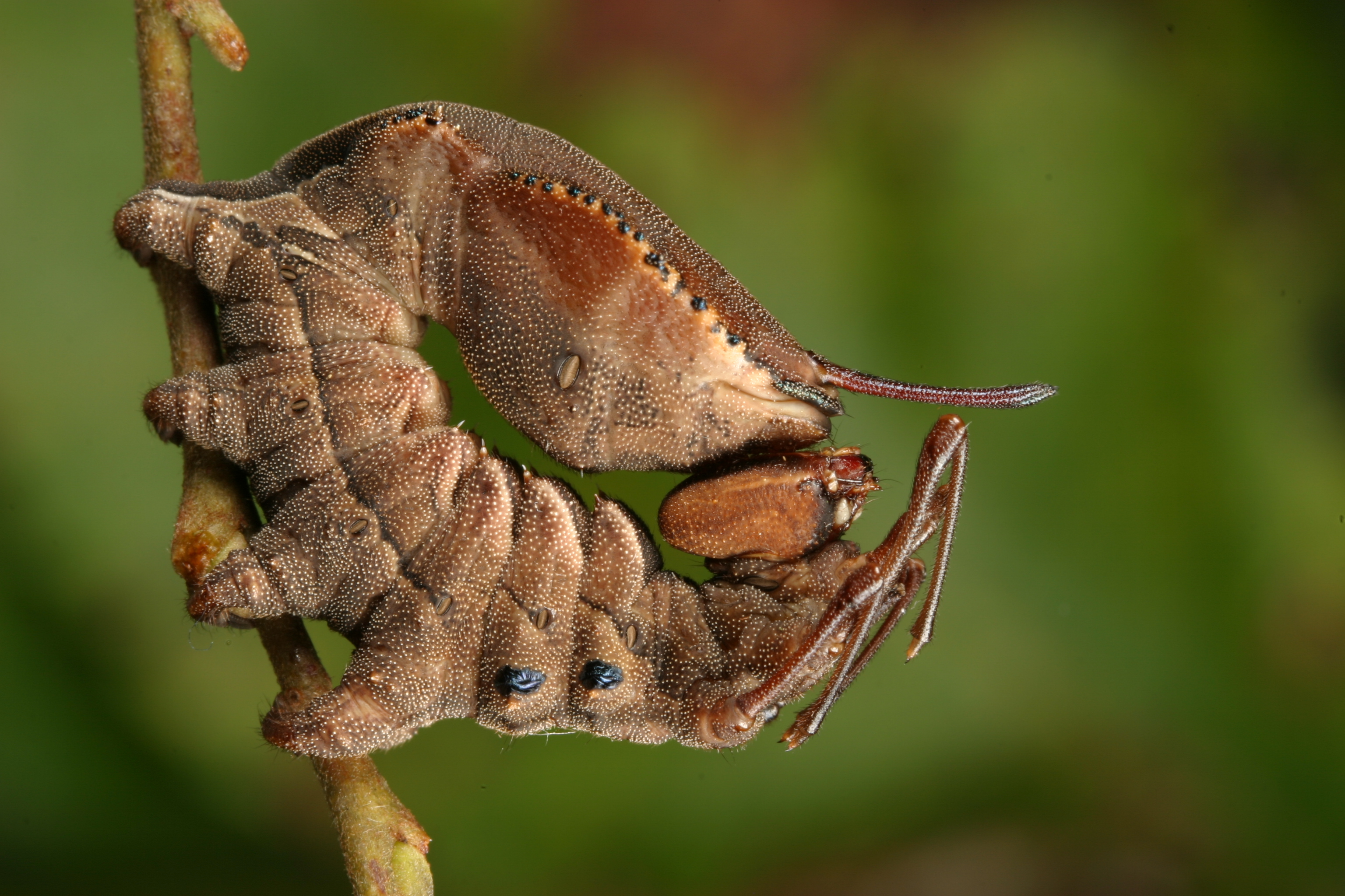  Insect  Full HD  Wallpaper  and Background Image 3072x2048 