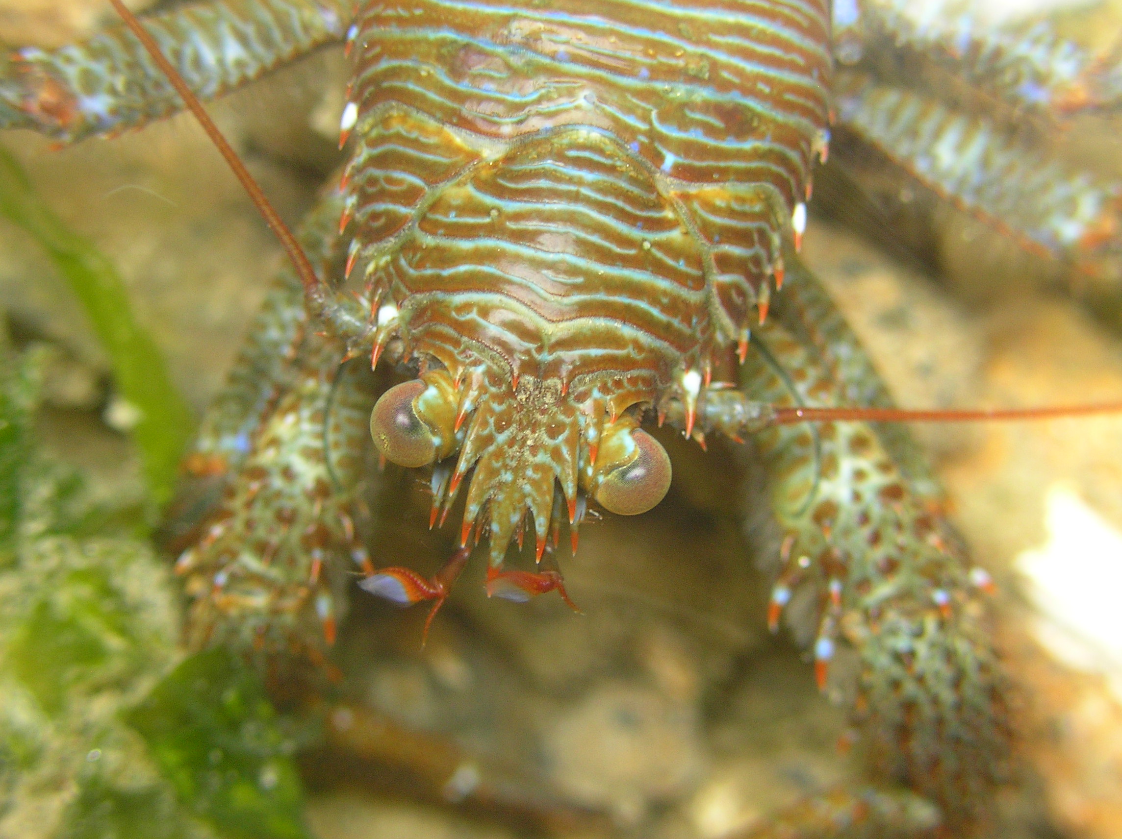 Shrimp HD Wallpaper