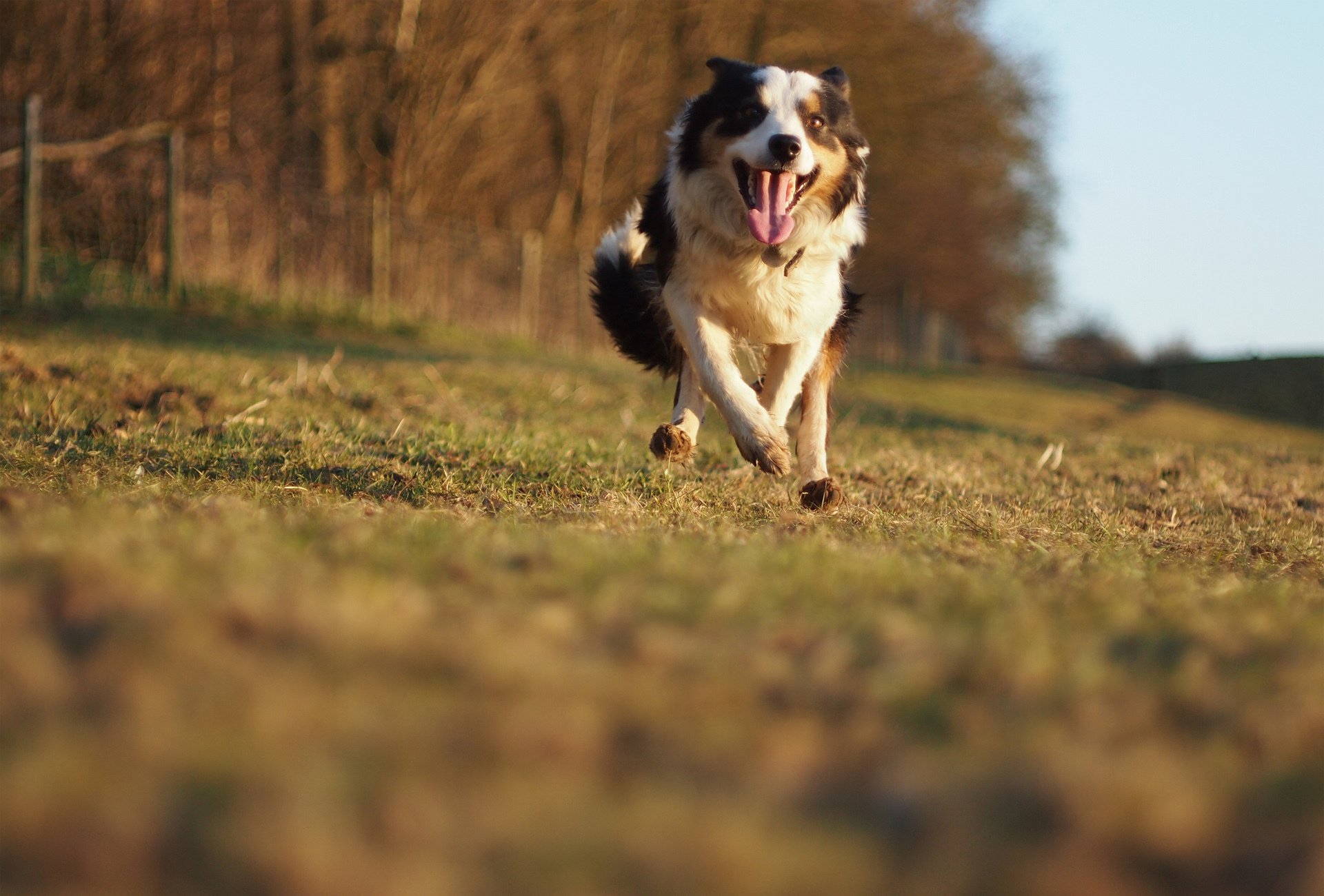 A vibrant HD desktop wallpaper featuring a joyful dog running through a grassy field, capturing the spirit of adventure and playfulness.