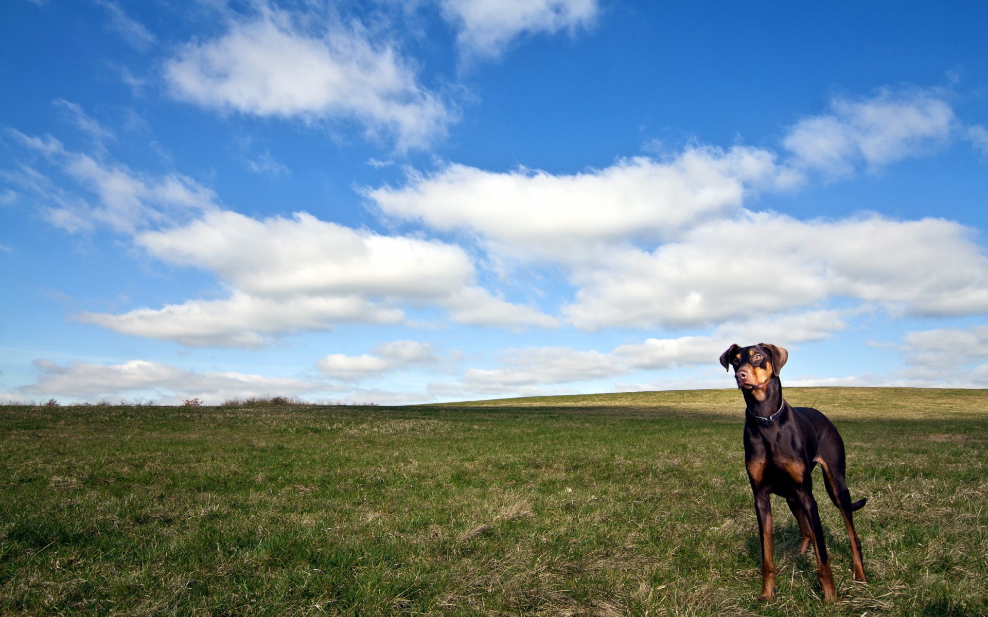 Download Animal Dog HD Wallpaper | 2560x1600 | Wallpaper Abyss