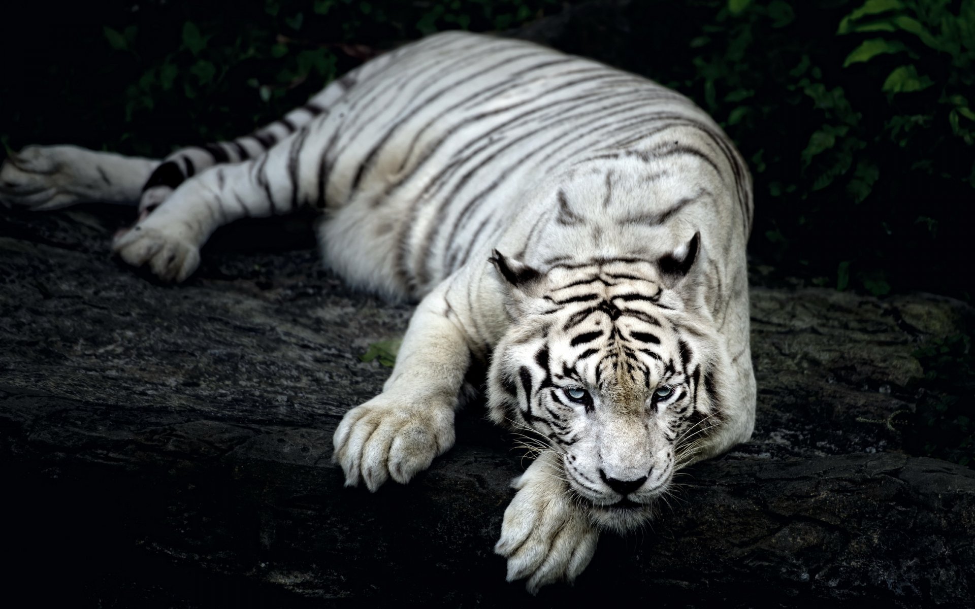 Tigre Blanc Full HD Fond d’écran and Arrière-Plan | 2560x1600 | ID:391459