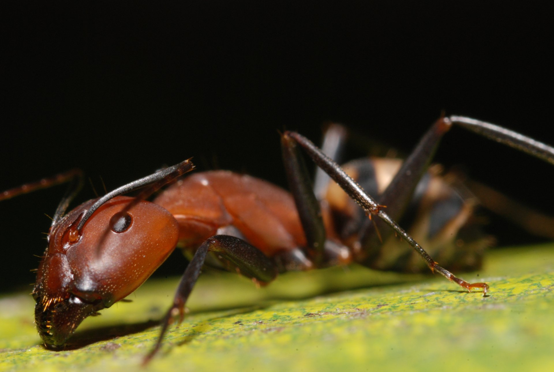 Ant Full HD Wallpaper and Background Image | 2896x1944 | ID:391510