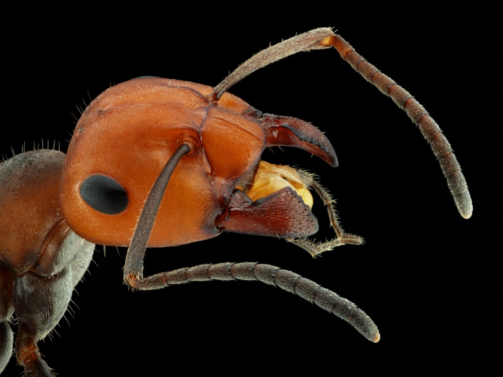 Download Animal Ant HD Wallpaper