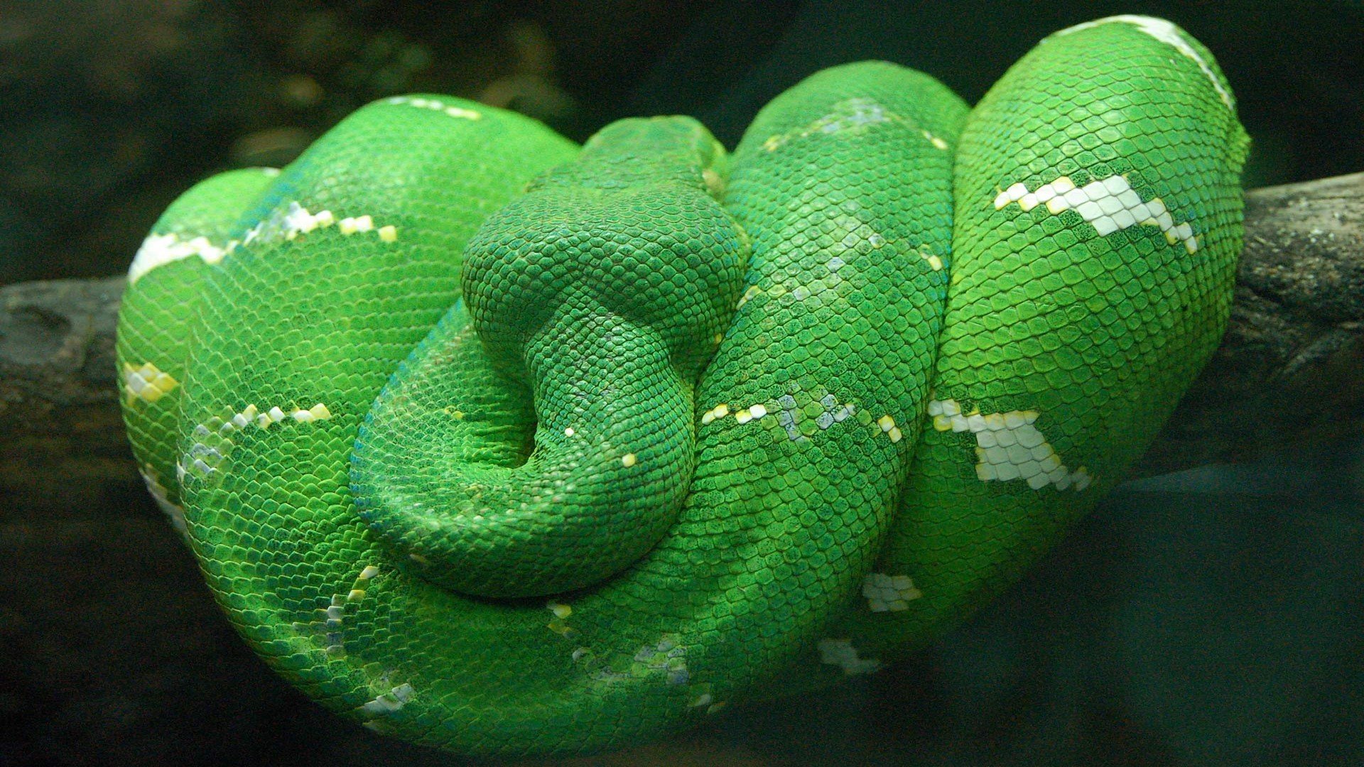 Download Snake Animal Python HD Wallpaper