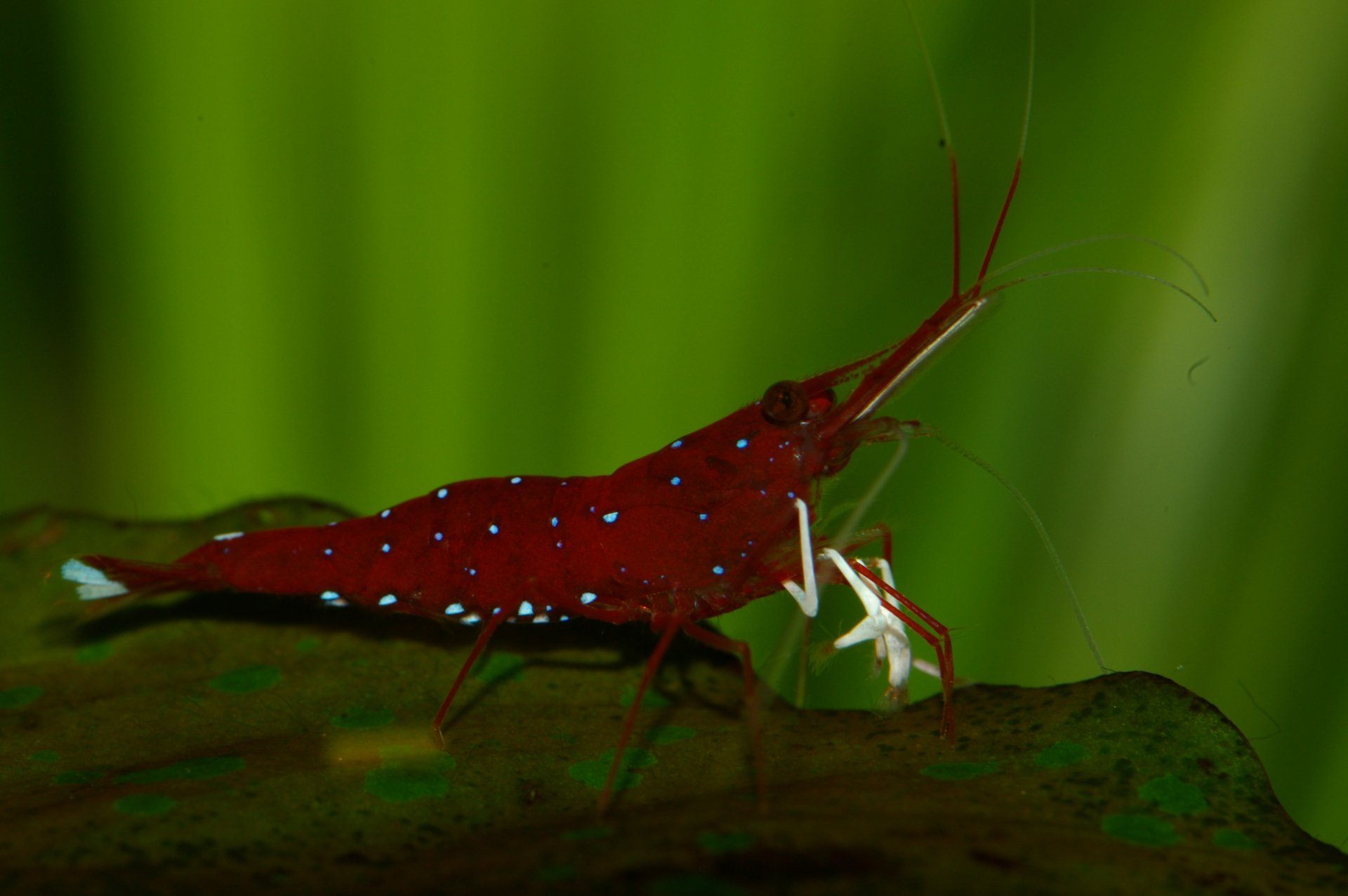 Download Animal Shrimp HD Wallpaper