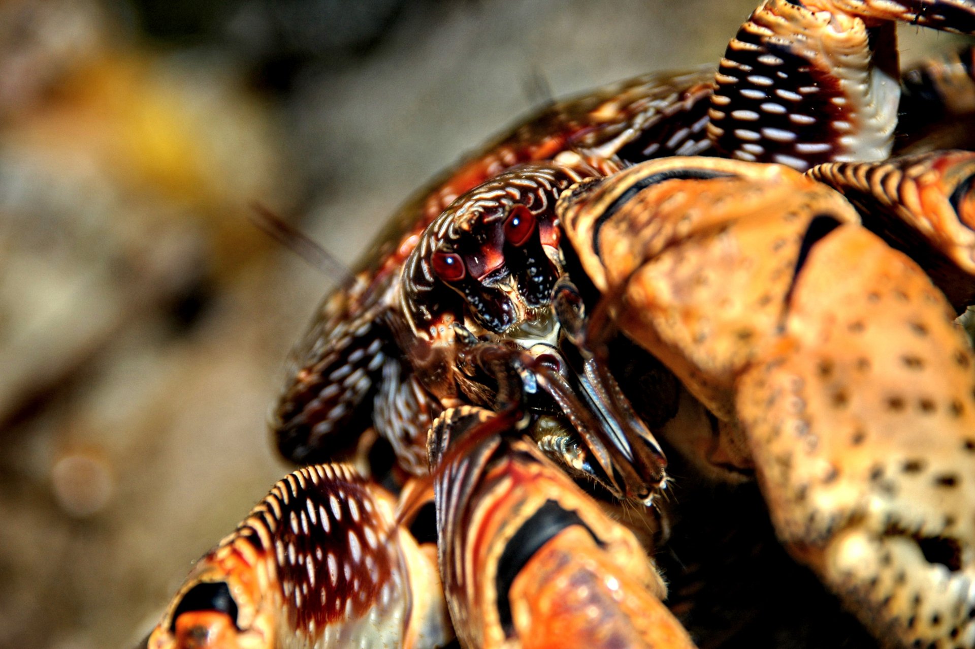 Download Animal Coconut Crab HD Wallpaper