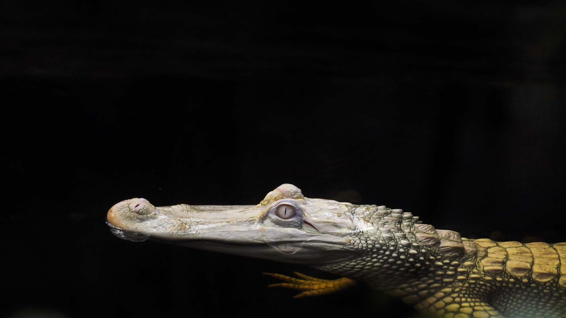 HD PC desktop wallpaper featuring a close-up side view of a crocodile's head against a dark background.