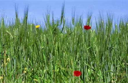 HD PC desktop wallpaper — nature: green wheat stalks dotted with red poppies beneath a clear blue sky, serene wheat field background.