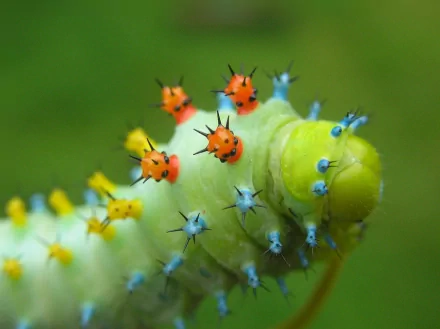 Close-up of a colorful caterpillar with spiky protrusions on a green blurred background, featured as an HD PC desktop wallpaper and background.