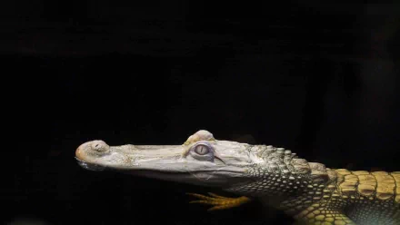 HD PC desktop wallpaper featuring a close-up side view of a crocodile's head against a dark background.