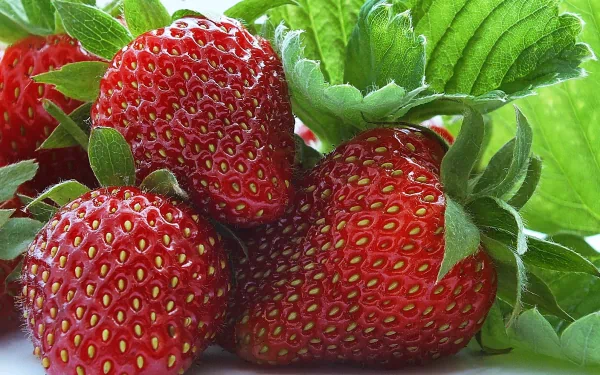 A vibrant display of fresh strawberries nestled among green leaves, creating a stunning HD desktop wallpaper and background that celebrates the beauty of food.