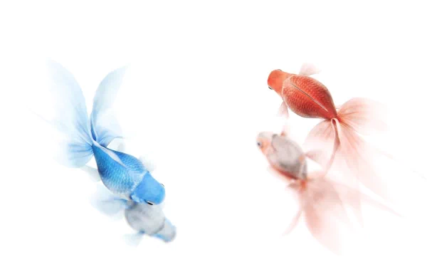 A serene HD wallpaper featuring colorful goldfish swimming gracefully against a white background, showcasing their vibrant hues and delicate fins.