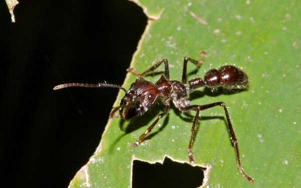 Animal Ant HD Wallpaper | Background Image