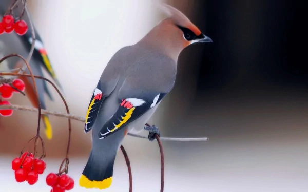 Animal waxwing HD Desktop Wallpaper | Background Image