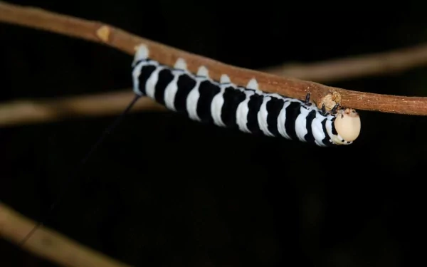 Animal caterpillar HD Desktop Wallpaper | Background Image