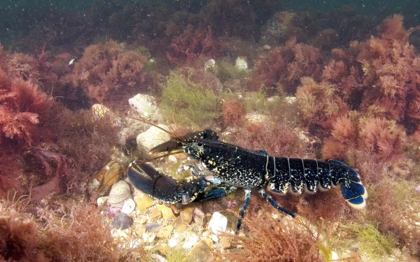 Animal lobster HD Desktop Wallpaper | Background Image