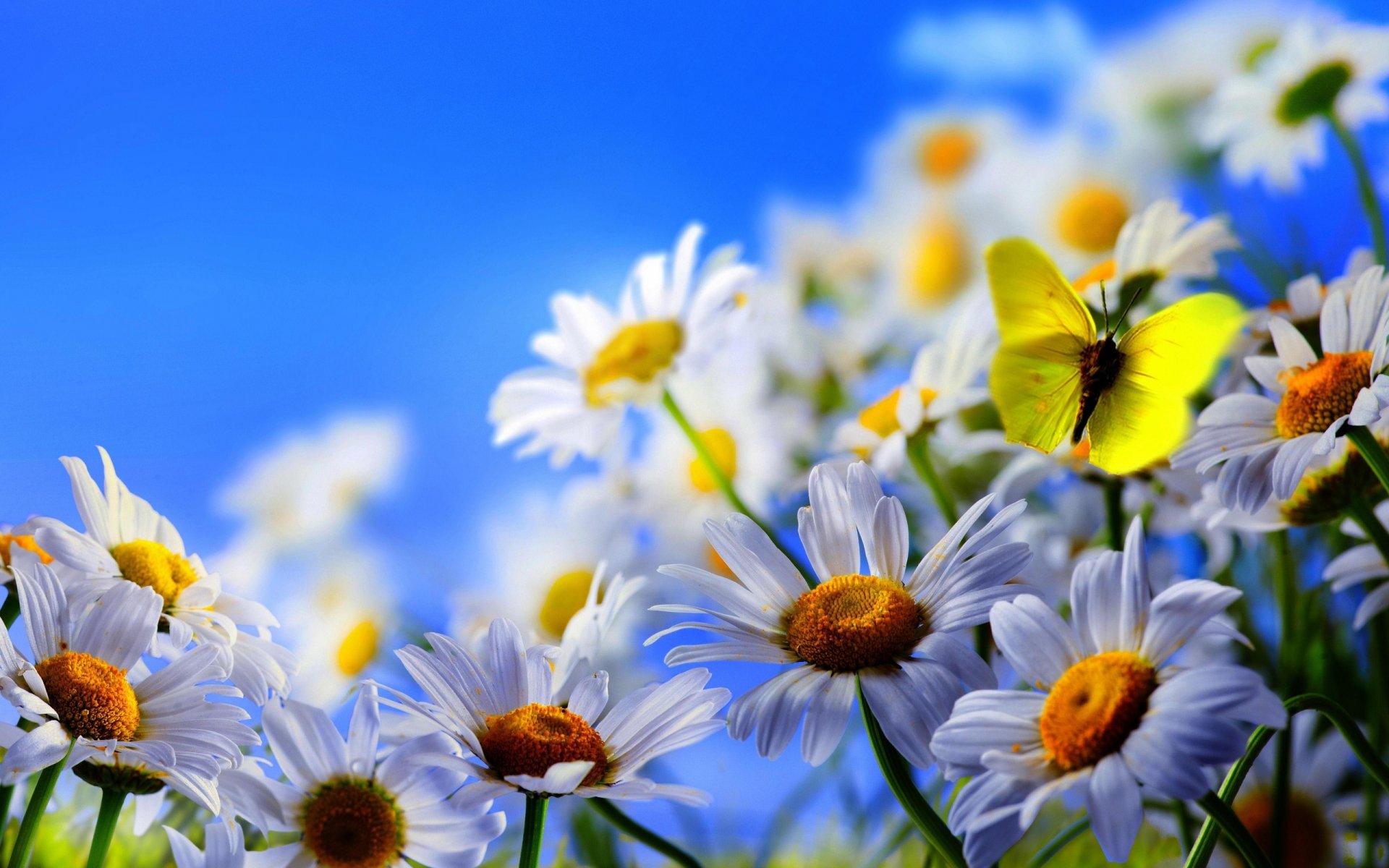 A vibrant desktop wallpaper featuring a butterfly perched among white daisies, set against a bright blue sky, creating a refreshing and cheerful scene.