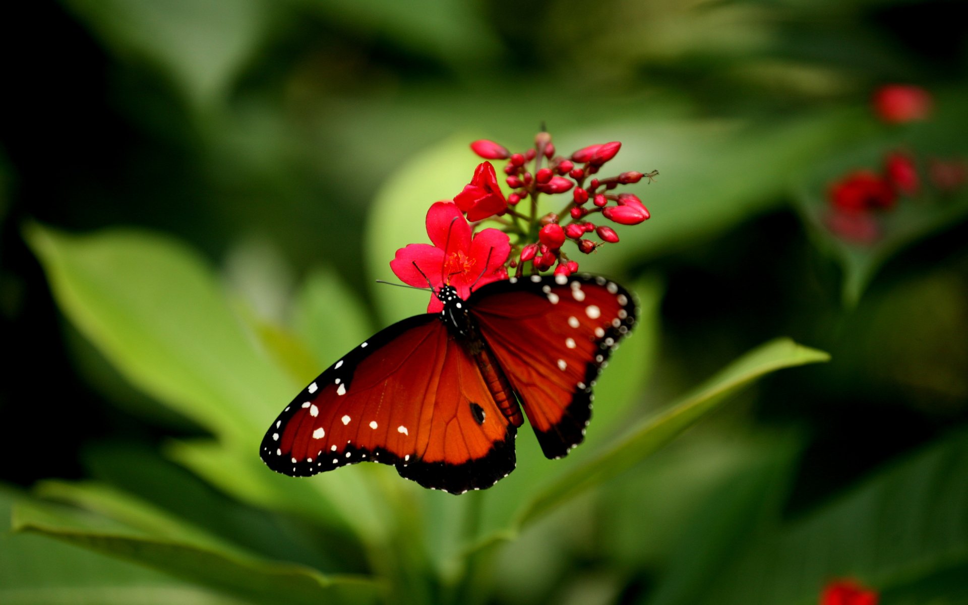 A vibrant butterfly with orange wings and delicate white spots rests on red flowers, surrounded by lush greenery. This HD image serves as a stunning desktop wallpaper.
