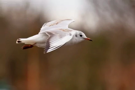 HD desktop wallpaper featuring a close-up of a seagull in mid-flight against a soft, blurred natural background.