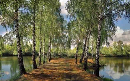 birch nature landscape HD Desktop Wallpaper | Background Image