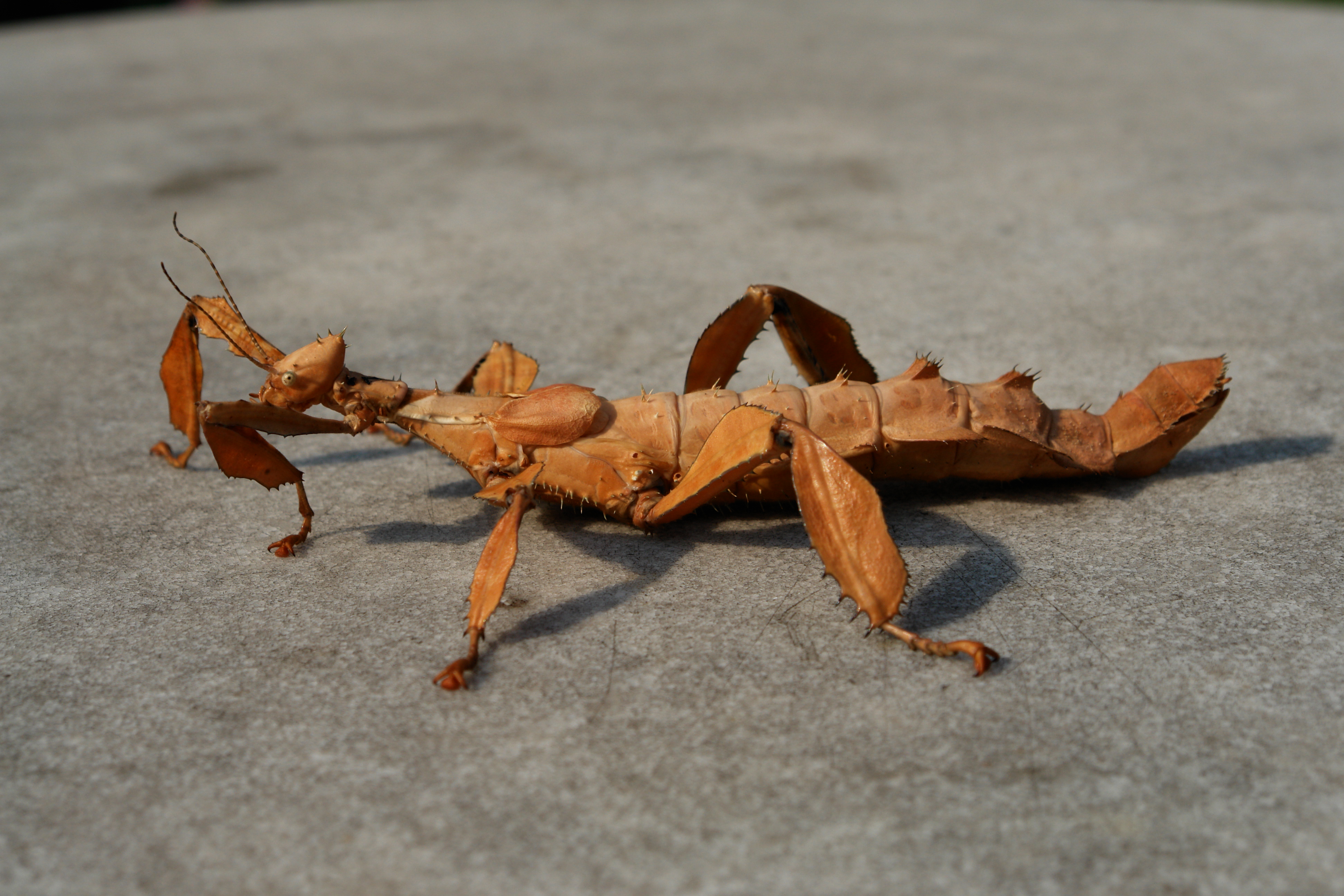 Giant Spiny Stick Insect HD Wallpapers and Backgrounds