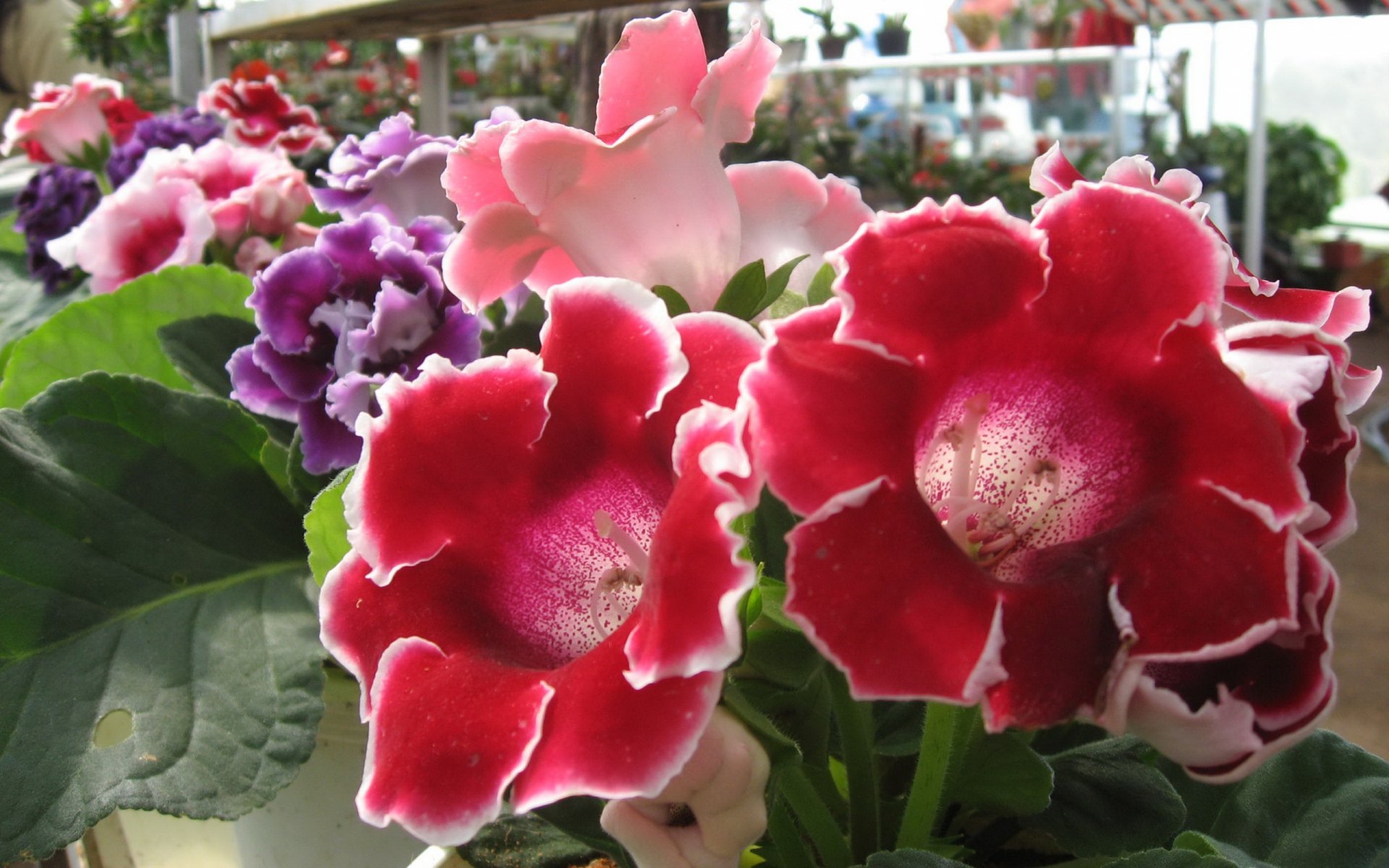 Download Nature Flower HD Wallpaper