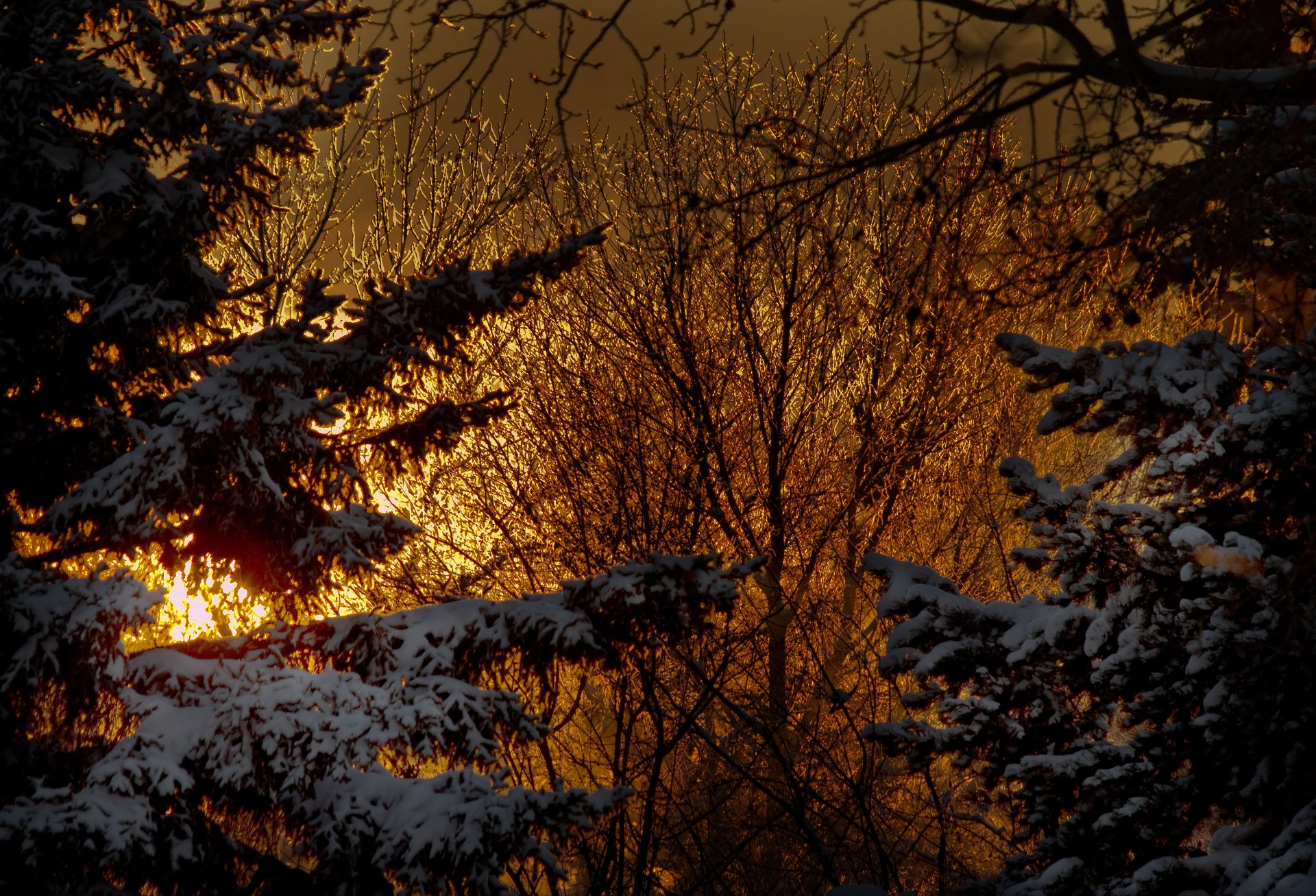 A 4K Ultra HD winter nature scene showing snow-dusted evergreen trees silhouetted against a glowing golden sunset sky.