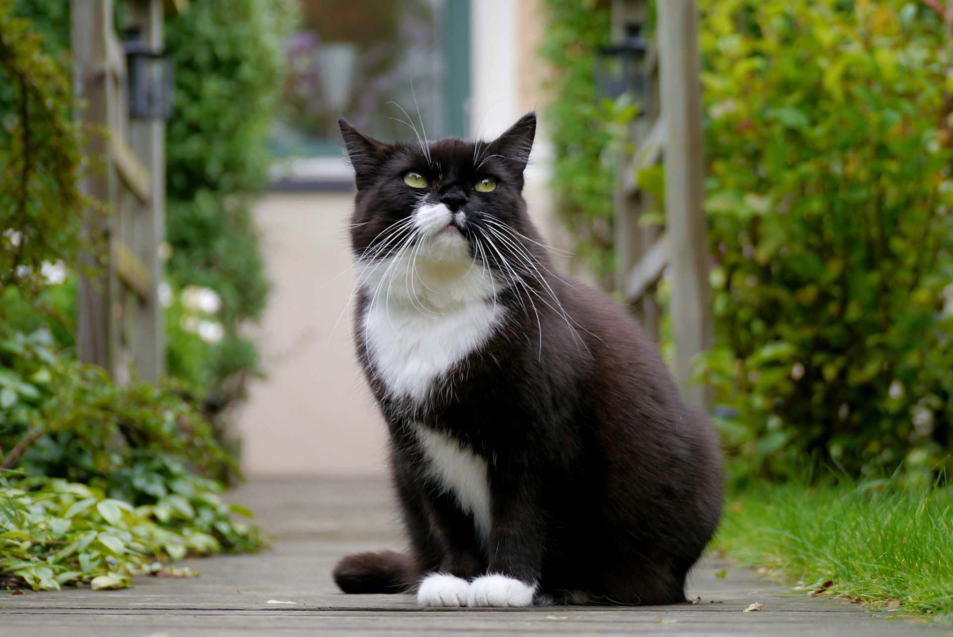 HD PC desktop wallpaper featuring a black and white cat sitting on a garden pathway surrounded by greenery.