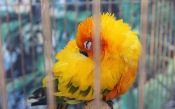 A vibrant Sun Parakeet preens its feathers, showcasing its striking yellow and orange plumage. This enchanting image serves as a colorful HD desktop wallpaper.