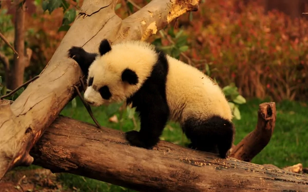 A playful panda cub climbs a log in a vibrant natural setting, offering a captivating and cheerful scene for an HD desktop wallpaper or background.