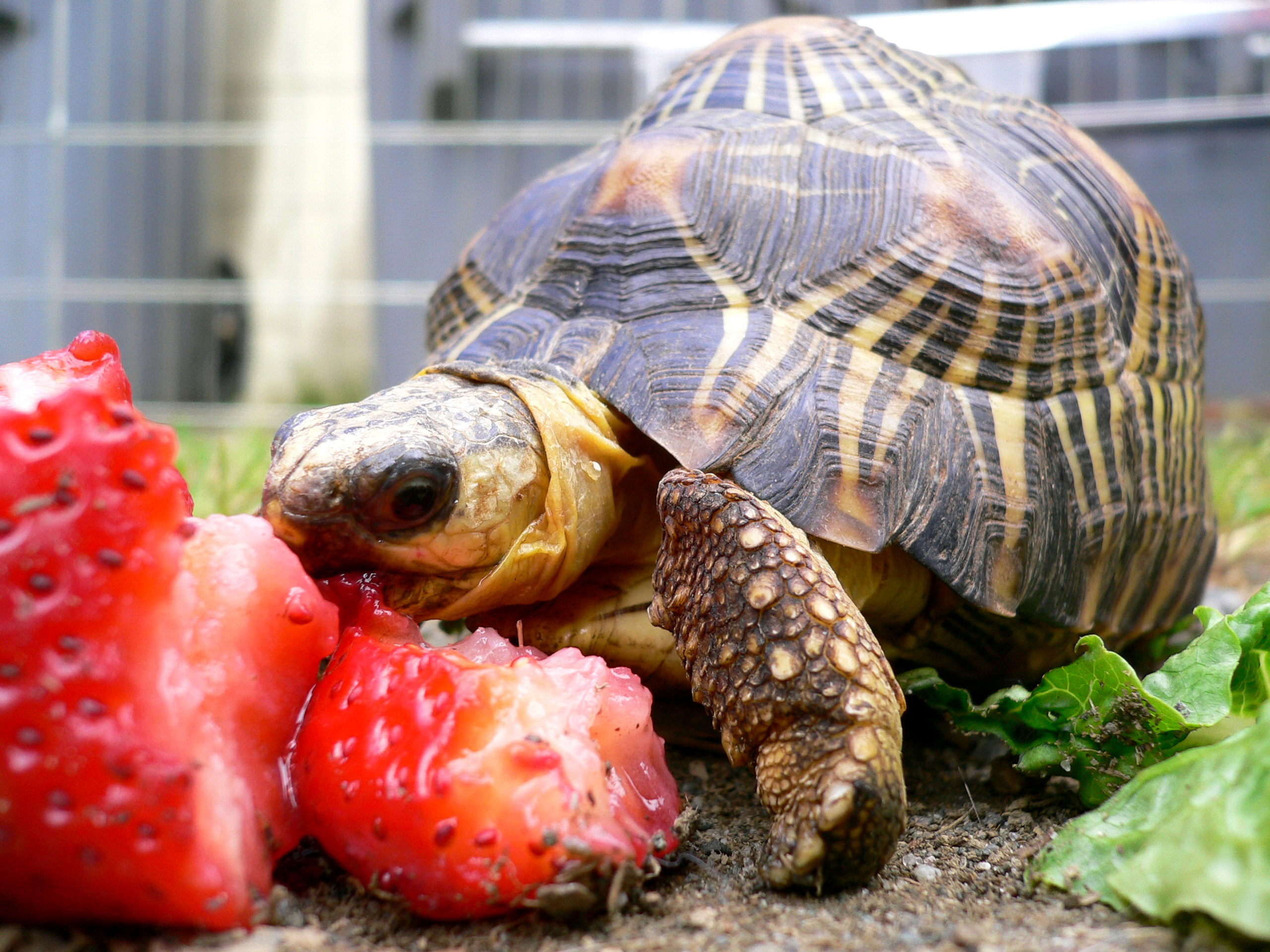 Чем кормить сухопутную черепаху в домашних