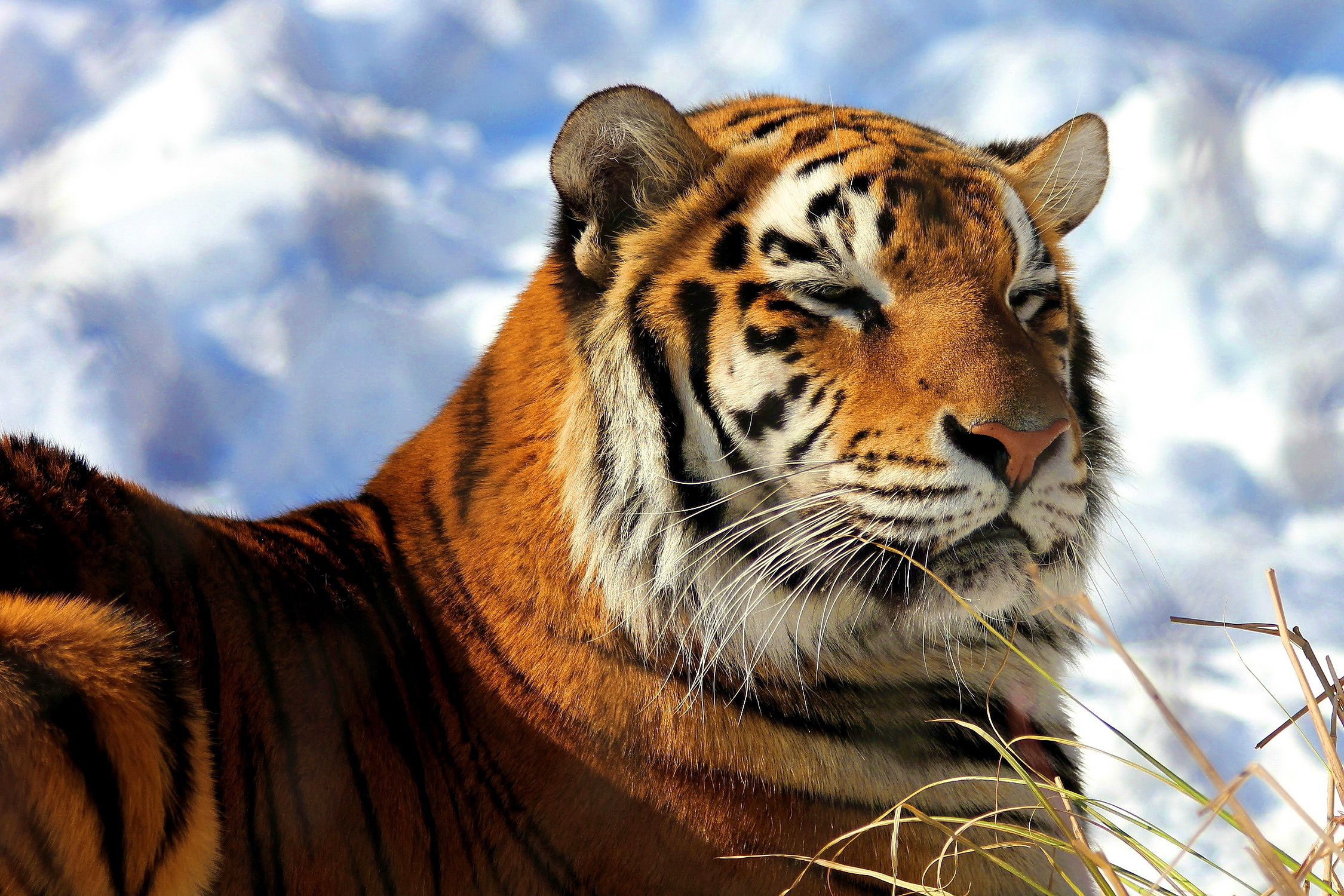 Download Animal Tiger HD Wallpaper