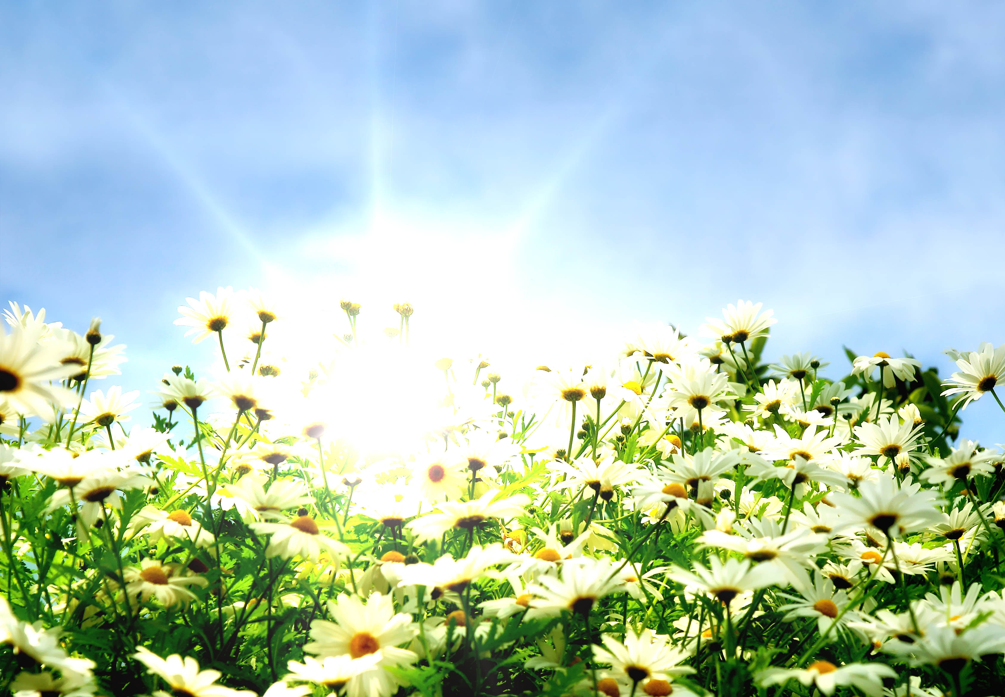Earth Daisy HD Wallpaper | Background Image