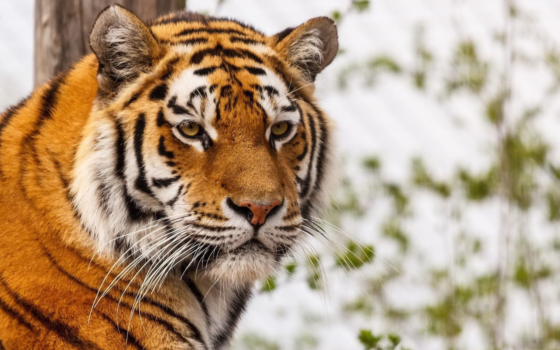 Majestic Tiger HD Wallpaper: A Striking Portrait of Nature