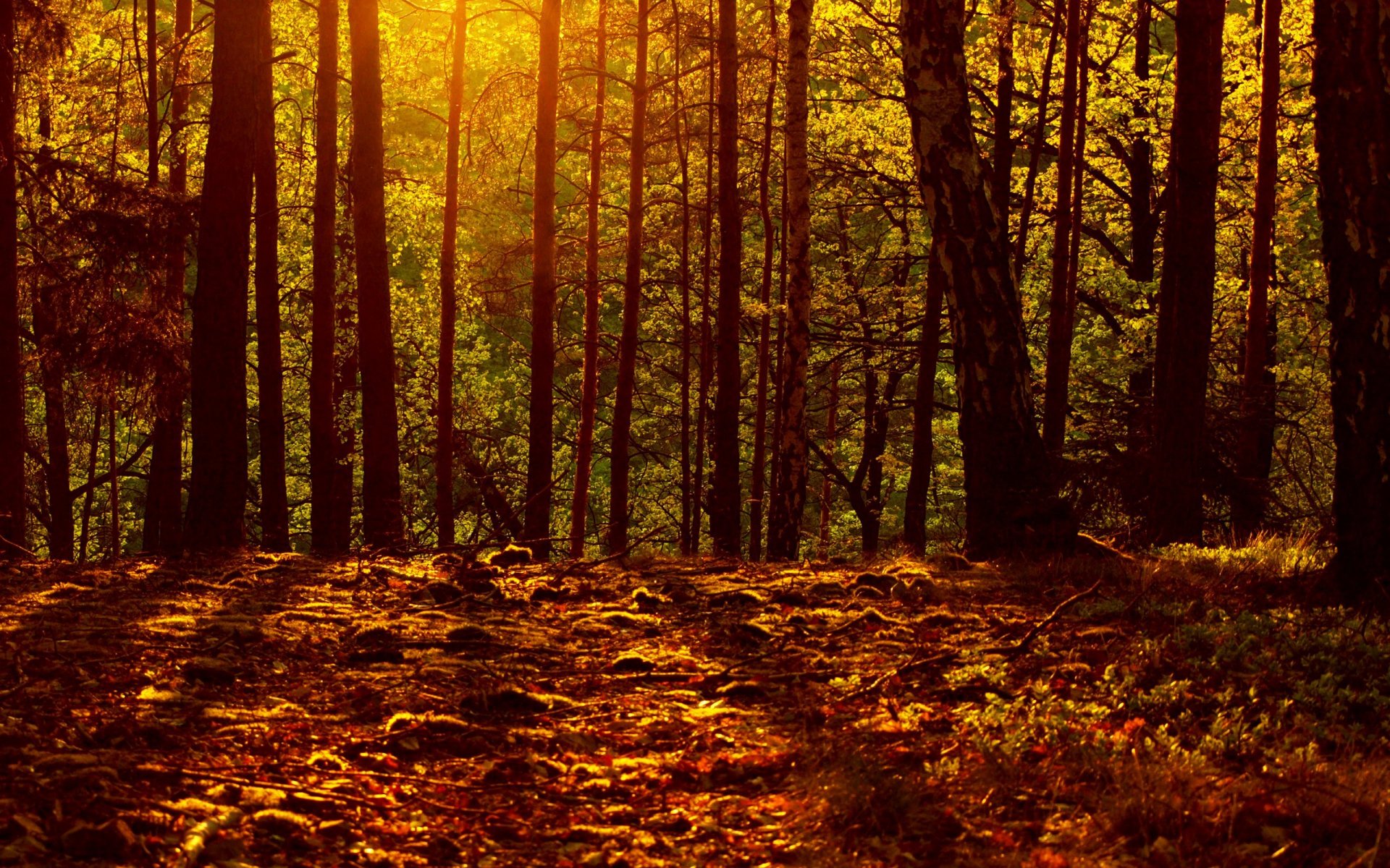 Download Nature Forest HD Wallpaper