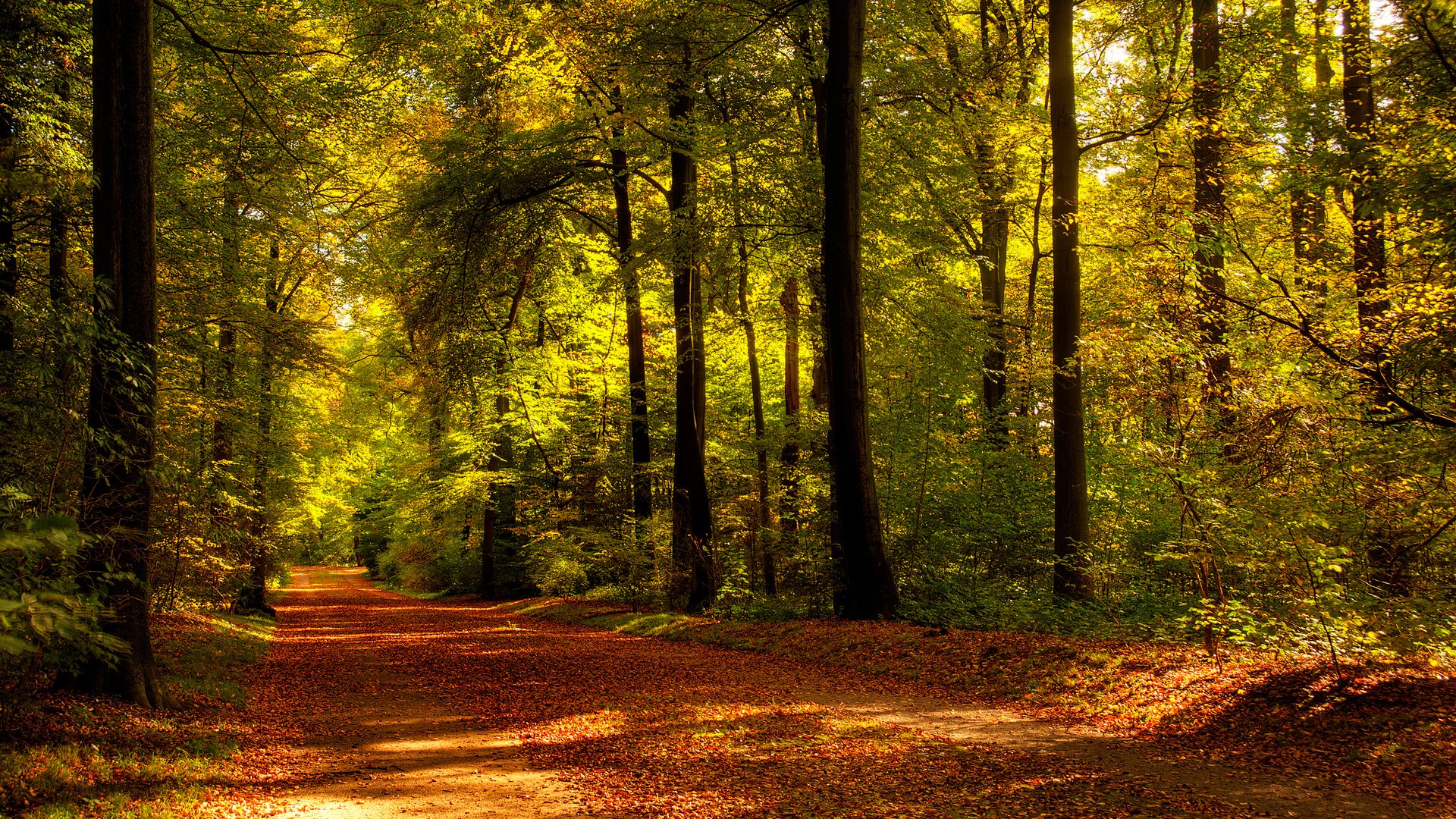 HD desktop wallpaper showcasing a sunlit forest path with tall trees and autumn leaves creating a warm, serene nature scene.