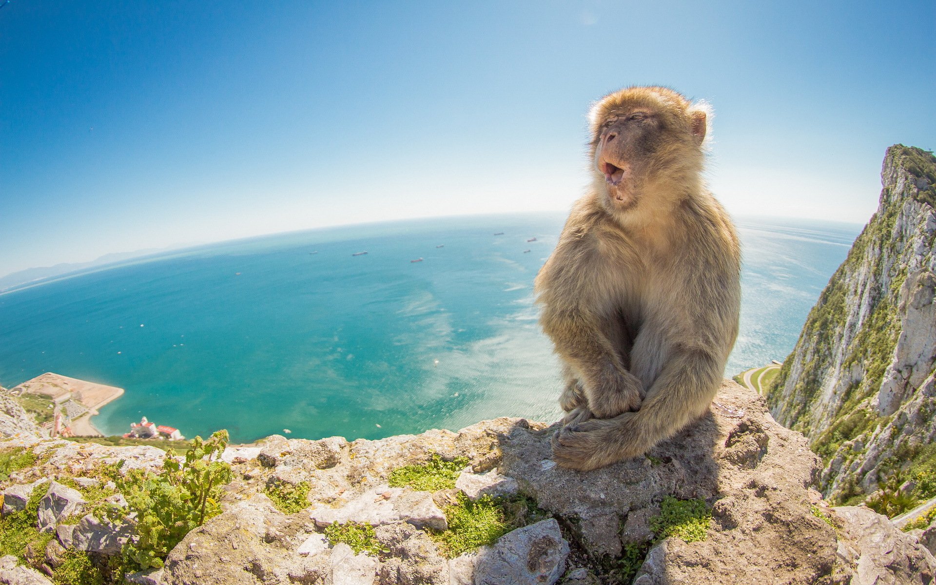 HD PC desktop wallpaper featuring a monkey sitting on rocky terrain with a vast blue ocean and clear sky in the background.