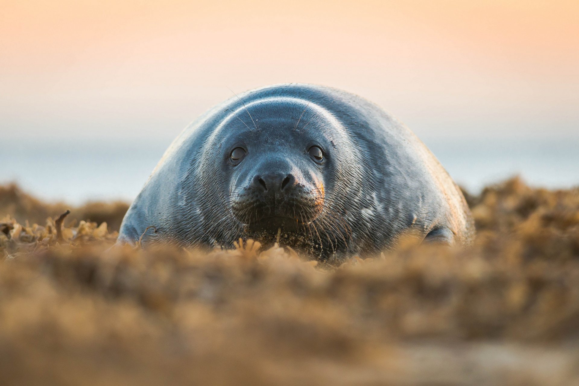 HD desktop wallpaper featuring a close-up of a seal resting on the shore with a soft, warm horizon in the background.
