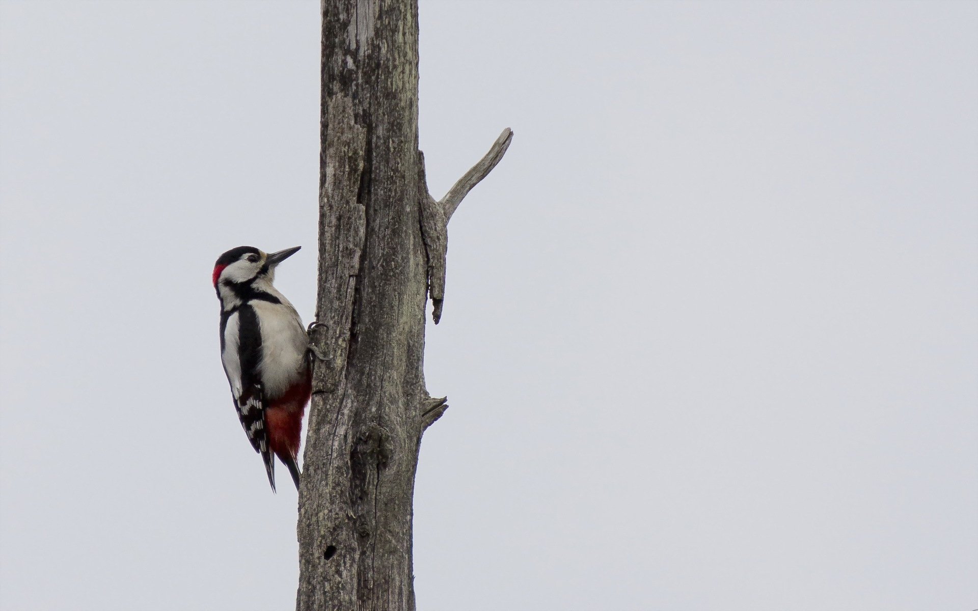 HD PC desktop wallpaper featuring a woodpecker clinging to a tall, bare tree trunk against a plain sky background.