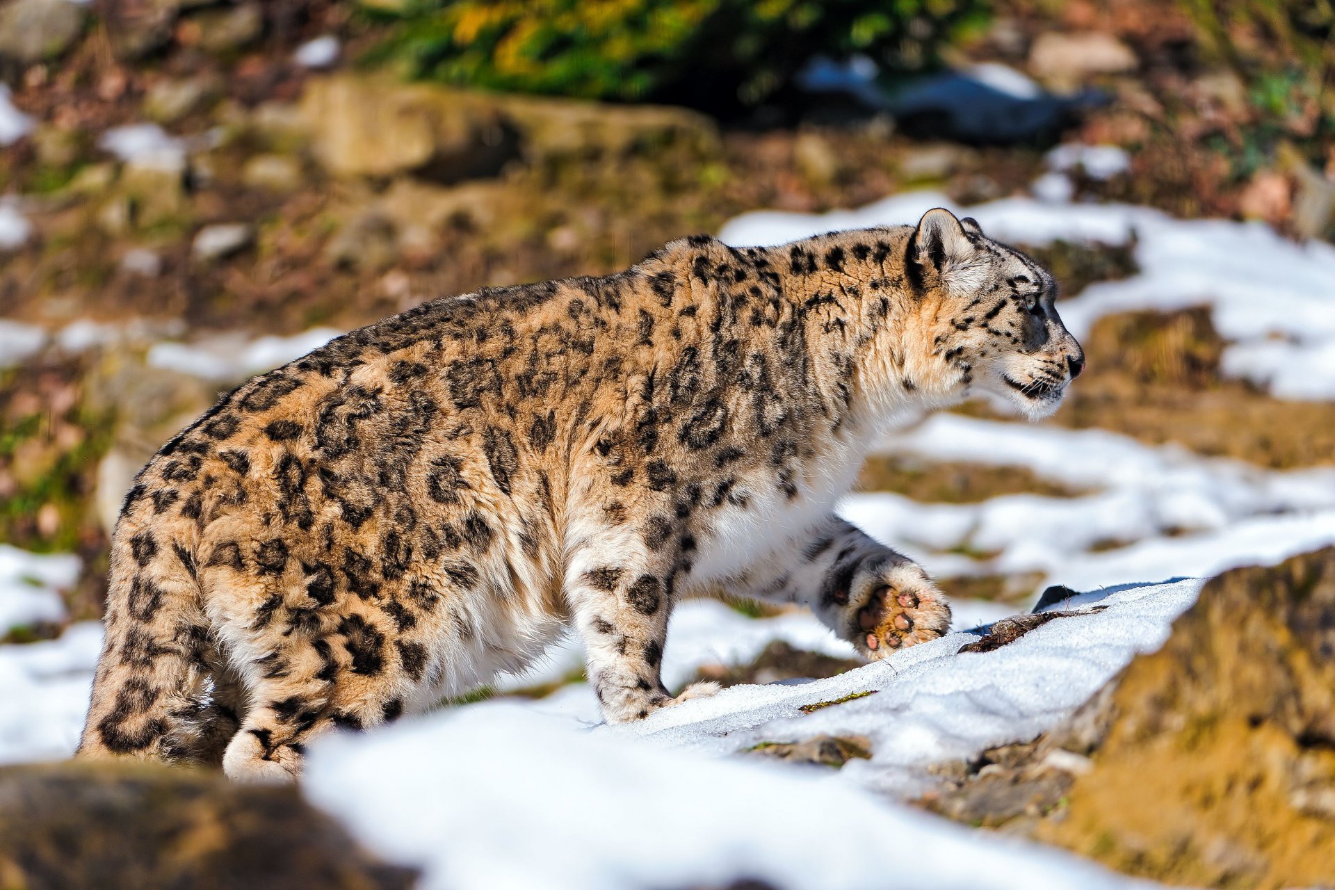 A snow leopard walking on snowy terrain, captured in sharp detail for an HD PC desktop wallpaper and background.