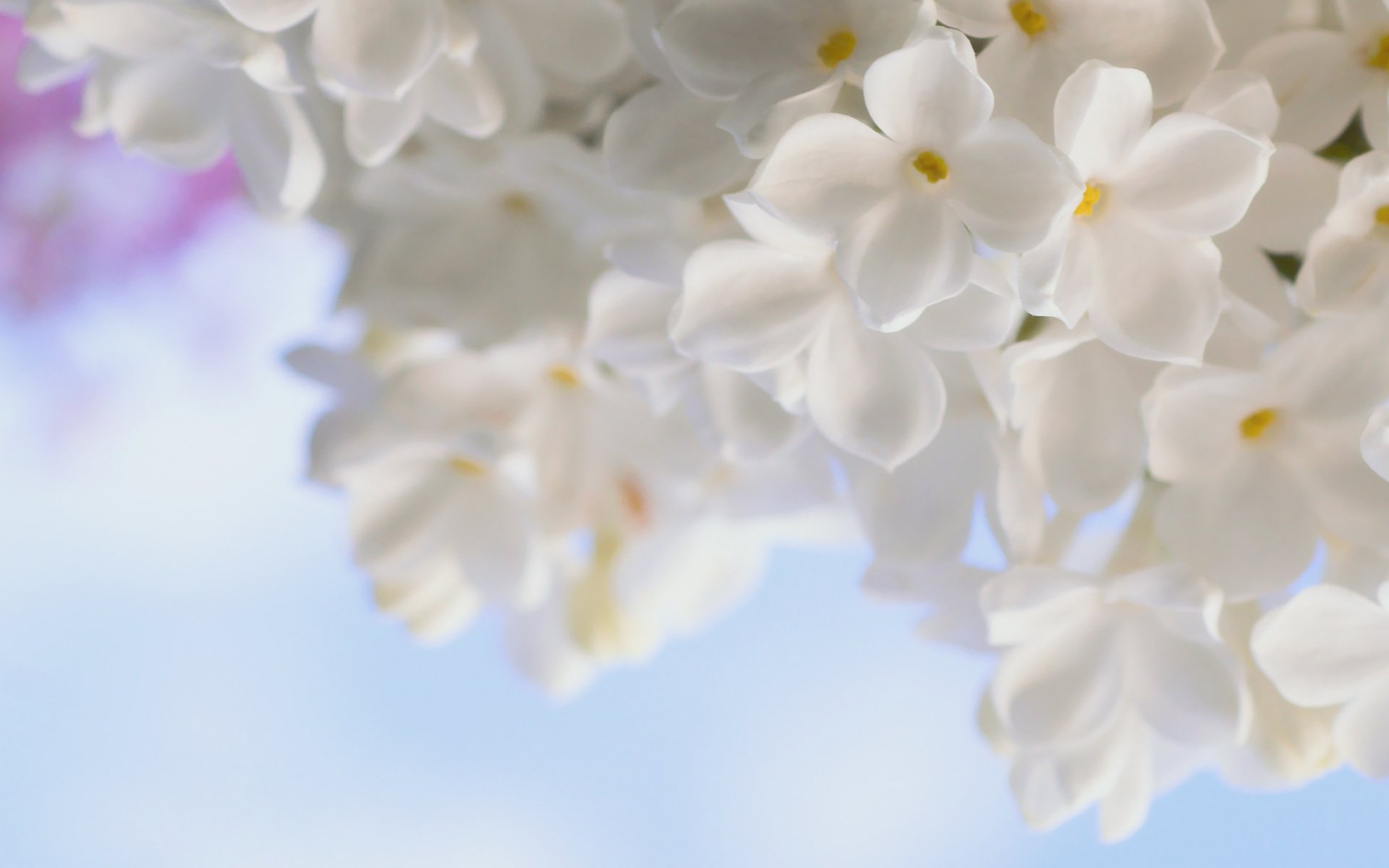 HD desktop wallpaper featuring a close-up of delicate white blossoms against a soft blue sky, capturing the serene beauty of nature in full bloom.