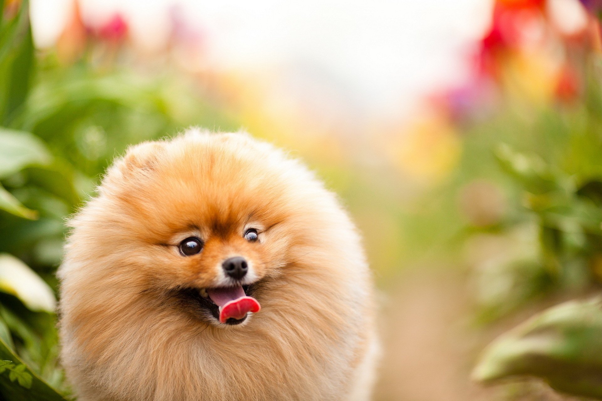 Pomeranian HD Wallpaper | Background Image | 1920x1280 | ID:394750