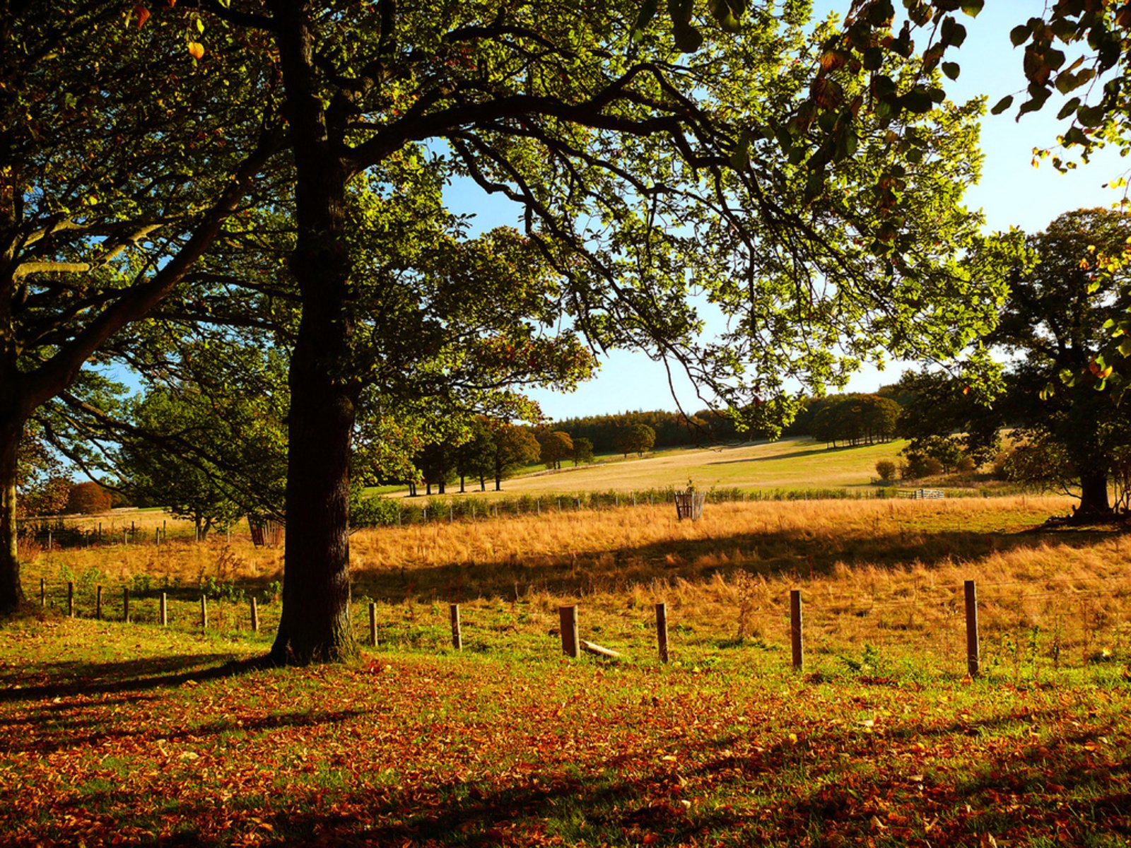 HD desktop wallpaper featuring a majestic oak tree with a serene meadow background.