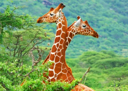 Two giraffes gracefully stand among lush greenery, showcasing their distinctive patterns against a vibrant background in this HD desktop wallpaper.