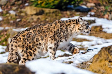 A snow leopard walking on snowy terrain, captured in sharp detail for an HD PC desktop wallpaper and background.