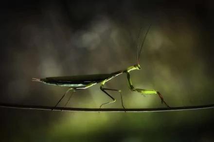 HD desktop wallpaper showcasing a close-up of a praying mantis balanced on a thin branch against a blurred, dark green background.