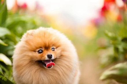 HD desktop wallpaper featuring a fluffy Pomeranian dog outdoors with a blurred natural background of greenery and colorful flowers.